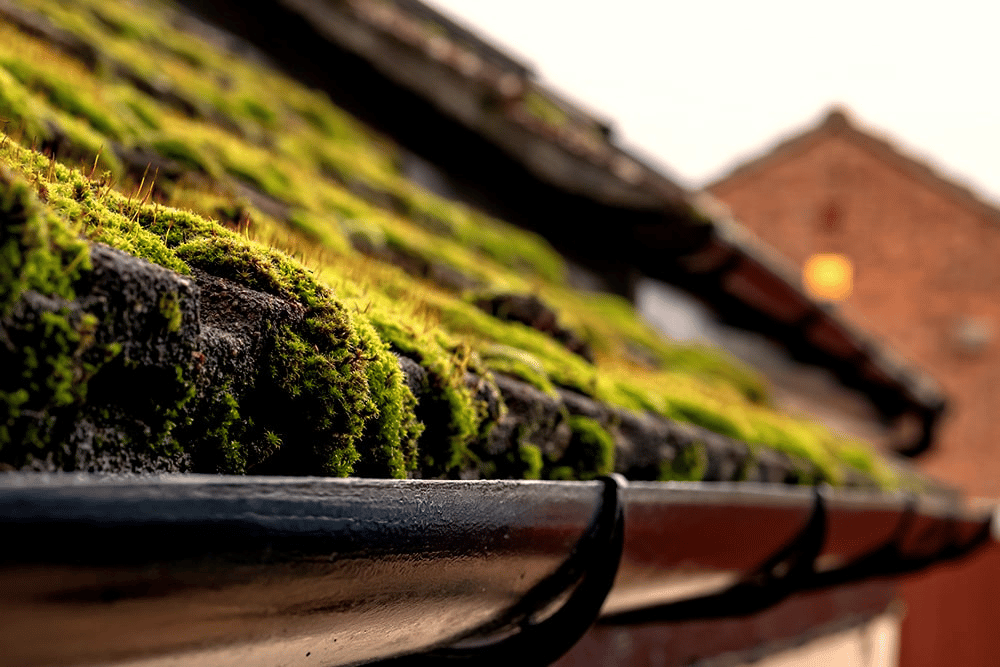 Résidus verts sur toit en tuile.