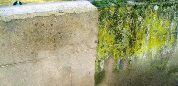 Murs extérieurs infestés d'algues et de moisissure