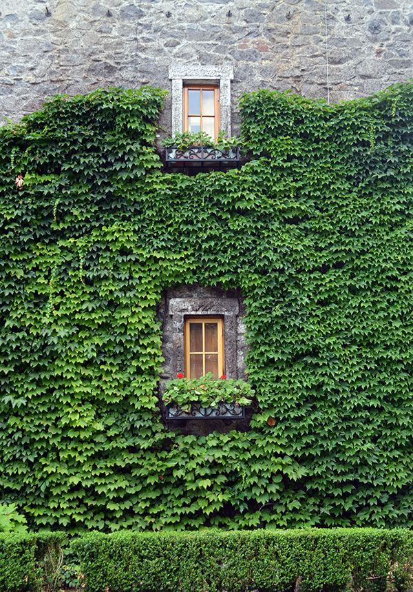 Mur végétal d'une maison en pierre 
